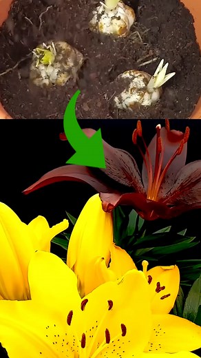 Growing Lily Flower #timelapse #lilyflower #seeds #plants #flowers #plantgrowth #growingplants | Growing Timelapse