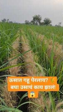ऊसात गहू आंतरपीक घेताय? मग हा व्हिडिओ नक्की बघा! | Intercropping in Sugarcane