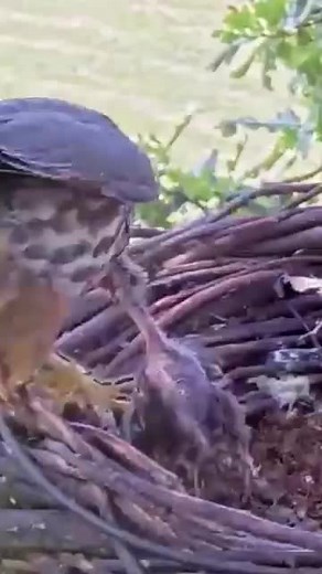 Hawk Feeding Behavior: Interaction with a Chick in Nest
