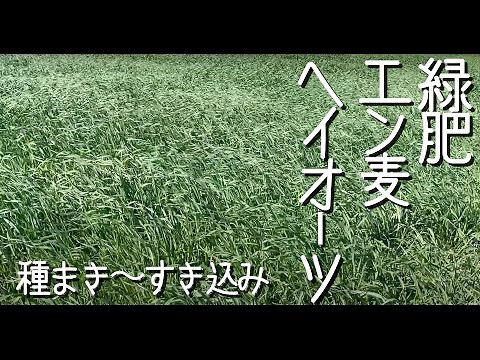 緑肥「エン麦」種まきからすき込みまで時系列