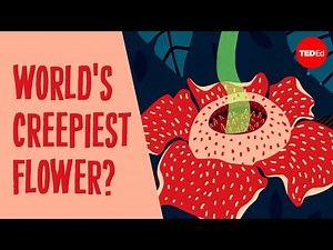 Why does this flower smell like a dead body? - Daniel Nickrent - Videos For Kids