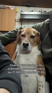 Hora de 💤. #Beagle #humor | Beagles en Salta