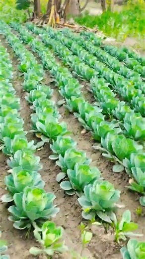 bhojpuri song#shortvido #viralvideo #youtubeshorts