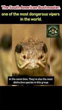 The South American Bushmaster