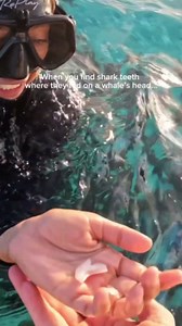 Looking for giant sharks teeth