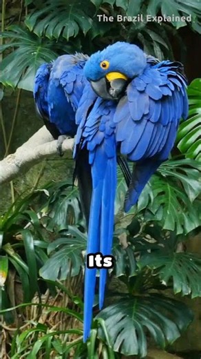 Why Is the Hyacinth Macaw So Special? 🇧🇷