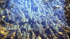 Michigan's Department of Natural Resources to receive $30M for fish hatcheries