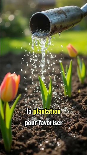 "Comment Planter des Tulipes: Guide Printanier Essentiel!"