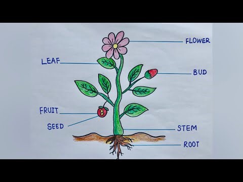Parts of a plant drawing / Draw parts of plant / Plant Drawing