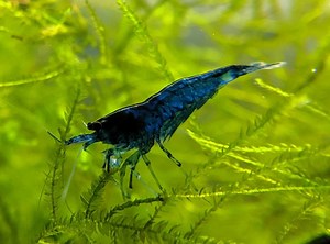 Blue Dream Shrimp | Bring Your Aquatic Dreams to Life