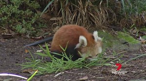 Taronga Zoo: Mia, a five-month-old red panda cub has been allowed to explore her new enclosure. In her enclosure she will learn how to explore and become an excellent climber. Report on 7 News at 6pm. Download the 7 News app: http://yhoo.it/2a8SxYV #RedPanda #7News | 7NEWS Sydney