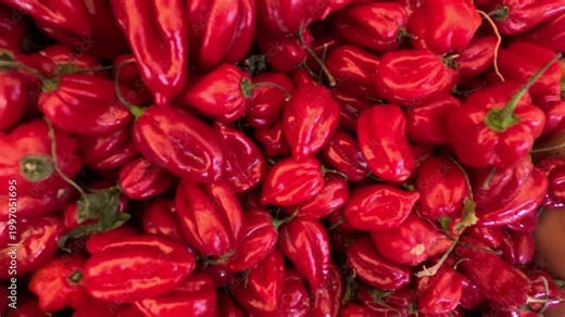 Close-up of red habanero peppers with wrinkled skin and thin green stems, fully ripened, showcasing very hot chili used in sauces, salsas, and spicy Caribbean or Mexican cuisine. Morocco.