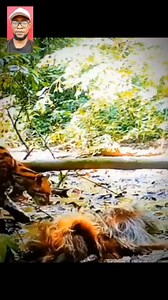 129K views · 1.4K reactions | Viçious Wïld Cat Vs Sloth Dañgerous Fîght #fblifestyle | Star Tv | Facebook