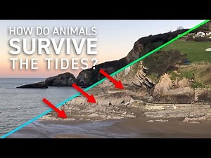 How do Animals Survive The Tides? | Life In The Rockpool