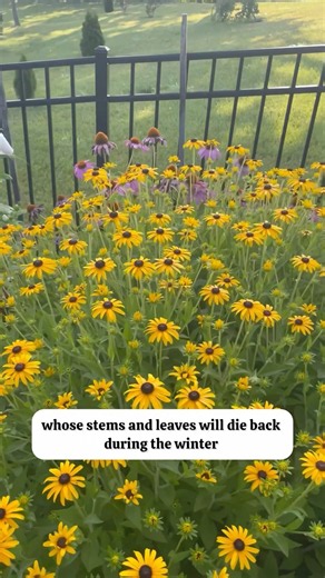 When Should You Cut Back Perennial Plants?