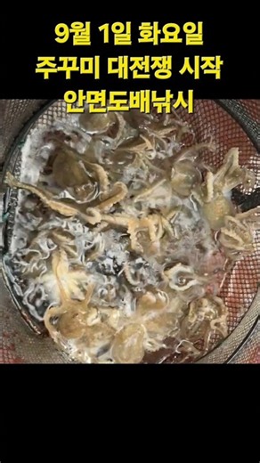 9월 1일 화요일 #안면도배낚시 #주꾸미낚시 이제부터 시작 입니다~