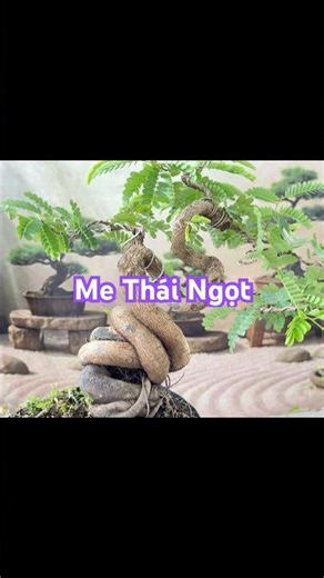 Sweet Thai tamarind with a winding root base #vuonthaonhien #miniaturebonsai #thaitamarind