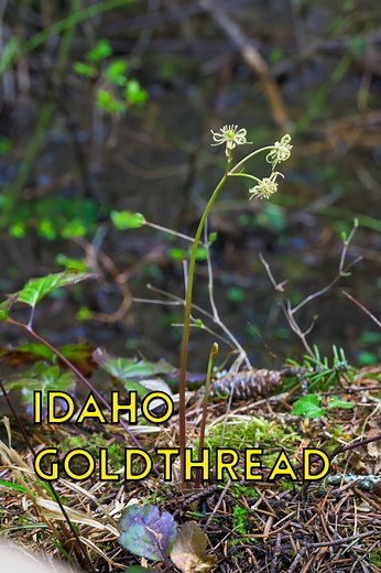 Hiking up Big Creek in the Bitterroot Mountains for Coptis occidentalis (Idaho Goldthread) | Mountain Misfits
