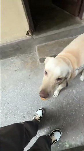 Bruno happy xaa😂😋#drshorts