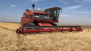 1981 860 Massey Ferguson Kansas wheat harvest | Farmall Lovers