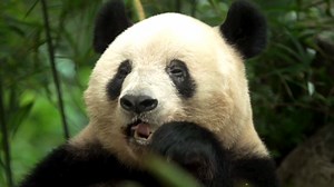 Inside China’s panda sanctuary where newborns are raised