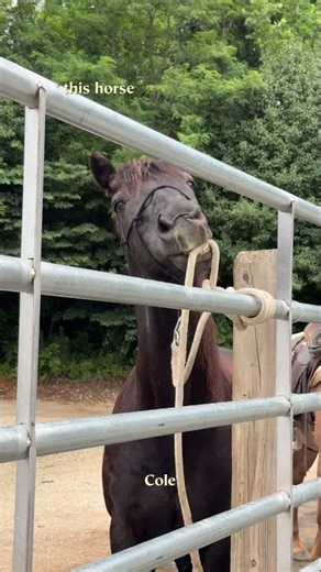 Livestock Getting Out? The Horseman's Gravity Latch Stopped Ours