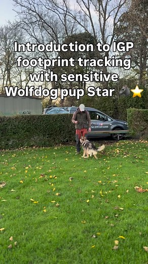 31 reactions · 5 comments | Ian’s wolfdog Star’s first real time doing footprints - he’s built the drive in the scent pad in prior weeks which allows him to get hands on with guiding the dog - now we build & condition 樂 #dogtraining #wolfdog #tracking #igp | Ian Atkinson | Facebook