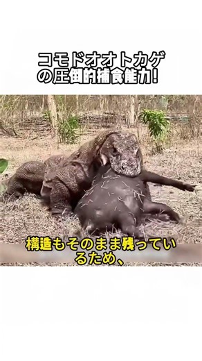 The Komodo Dragon's Overwhelming Predatory Power! What is the Amazing Survival Strategy That Lets...