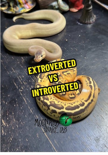 Same species, totally different personalities. Some baby ball pythons wake up and choose violance and strike first, others choose to hide and wait. Both are normal survival instincts and with time and gentle handling, they will typically grow into calm, confident snakes. #molinarosnakelab #introvert #extrovert #pythons #fyp