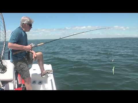 Buzzards Bay Black Sea Bass Fishing