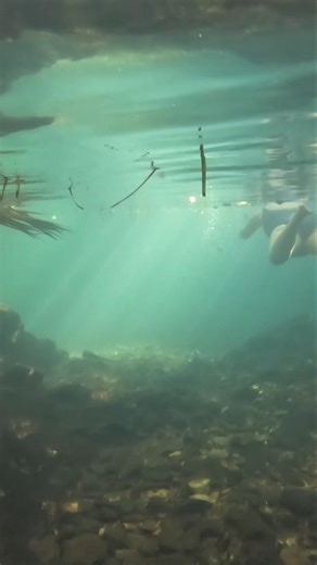 Berry Springs Underwater World 🌴🐠 | Paradise with a Crocodile Warning #travel #river #fish