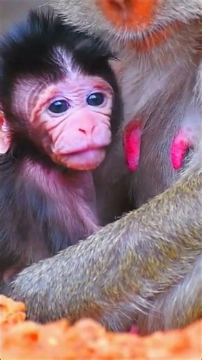 A Sweet Moment – Mother Monkey Checking Her Newborn Baby