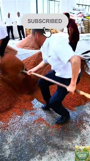 Unpredictable Tree Felling Fail and Large-Scale Agricultural Sorting #farming #satisfying #viral