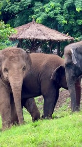 130K views · 8.7K reactions | An elephant’s trunk isn’t just for...
