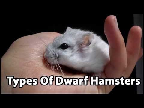 Types of Dwarf Hamsters