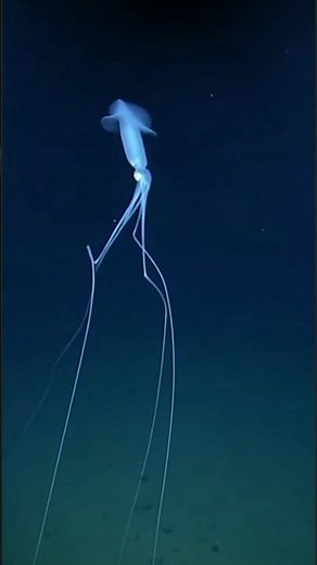 New Bigfin Squid Encounter 2025 — Deep Ocean ROV Captures Mysterious Creature