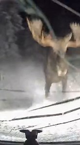 512K views · 588 reactions | MASSIVE MOOSE EMERGES FROM WOODS AT DARK...