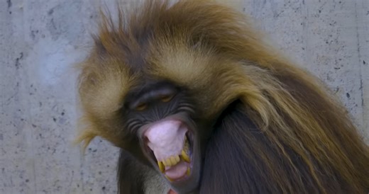 Watch what happens when a gelada male uses its predator bite in a fight