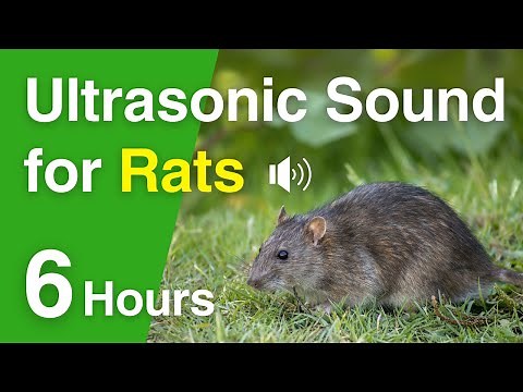 Rat Deterrent | High-Frequency Ultrasonic Sound | 6 Hours