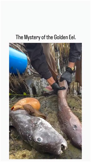 ViralSnap | - This 16-second video captures a baffling and highly unusual discovery along a muddy shoreline. - A person wearing black gloves firmly... | Instagram