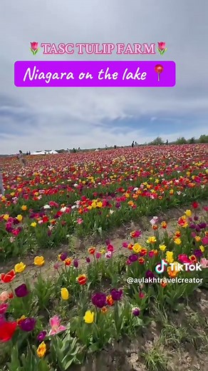 Explore the TASC Tulip Festival in Niagara-on-the-Lake