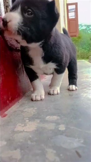 love pets❤️ #shorts #feedshorts #pets