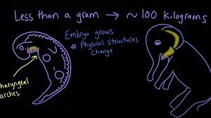 Evidence of evolution: embryology
