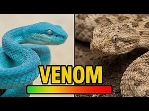 10 Most Venomous Snakes Ranked | Which One Is the Deadliest?