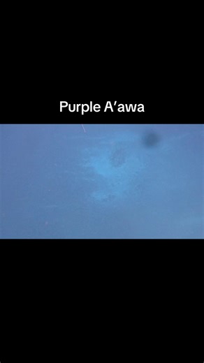 Exploring Purple A’awa: Unique Cultural Insights