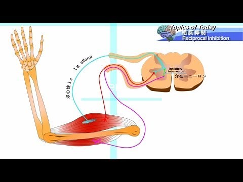 相反抑制 Reciprocal inhibition : 理学療法士による身体活動研究