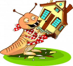 Non-Toxic Solutions to Termite Troubles