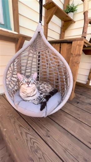 DIY Cat Egg Chair and Macrame Swing Tutorial