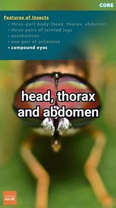 IGCSE Biology - Features of INSECTS - Arthropods - Animal Kingdom (1.3) #biology #science