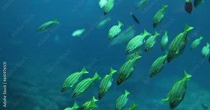Underwater photoshoot of tropical marine environment. Colourful fishes swimming among rocky coral reefs on sunlit seabed slow motion